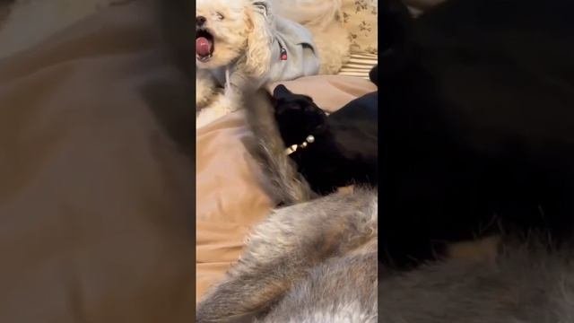 Кот и хвост