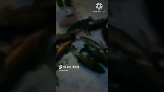 Муж пошёл гулять с собакой и принёс ☝🧐🤔...