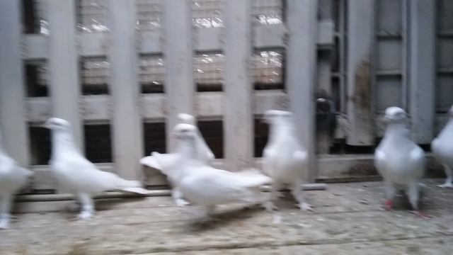 1000023666.mp4