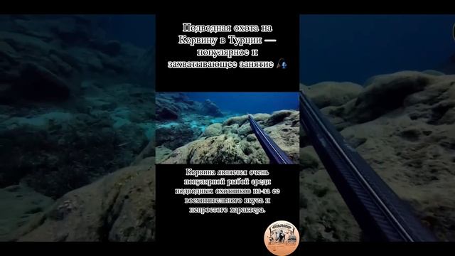 Подводная охота на Корвину в Турции — популярное и захватывающее занятие🎣