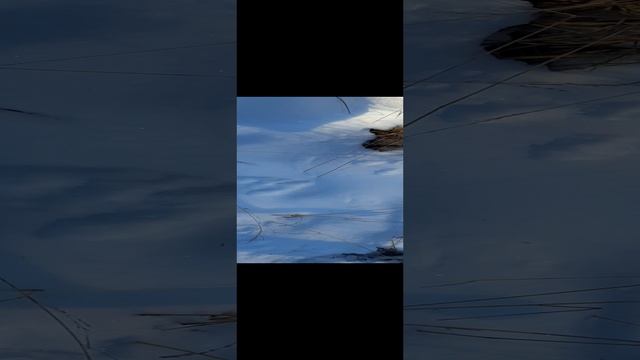 22-12-2024поиск рогов осень 24