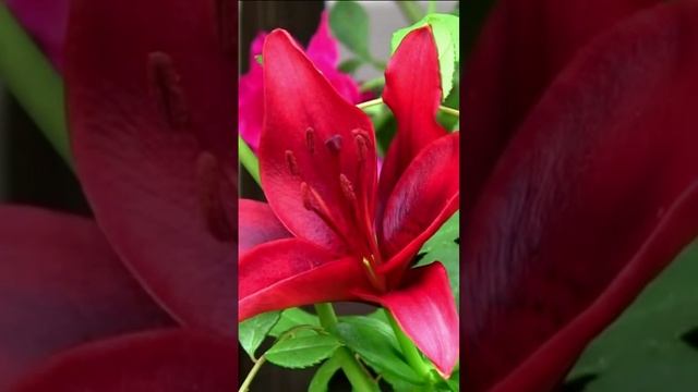 Лилия - цветок с особым блеском. Дмитрий Шлапак