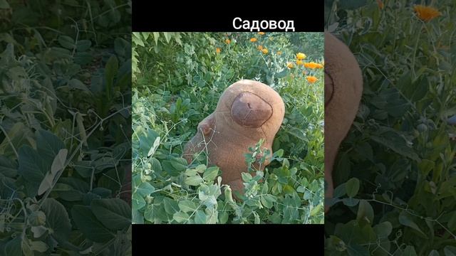 Семейство моих капибар