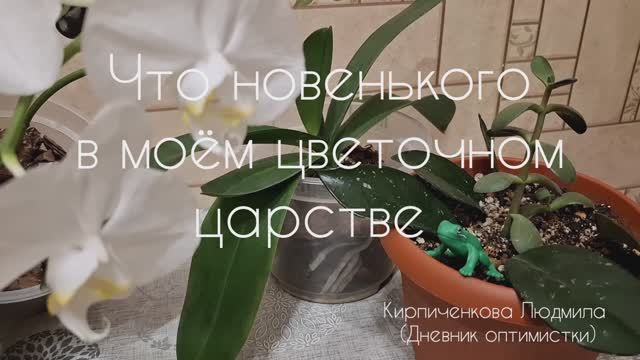 Что нового в моём Цветочном Царстве