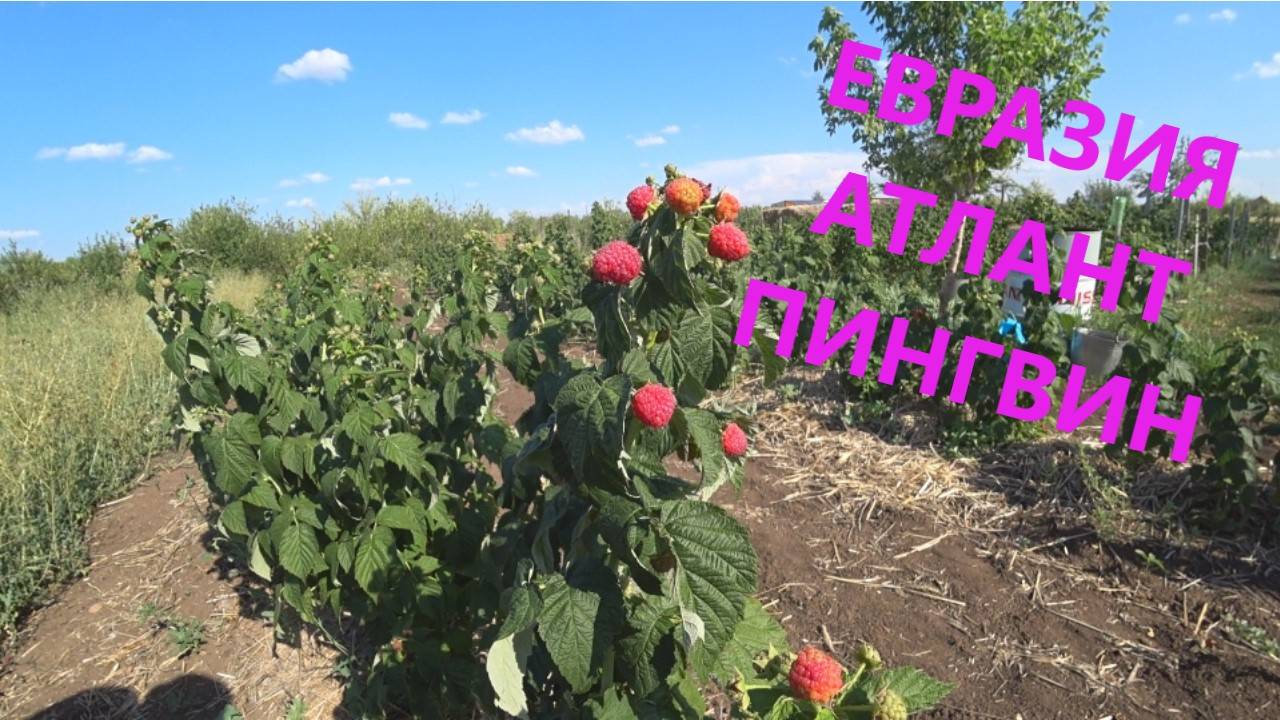 19 выпуск 21 июля обзор сортов Евразия, Атлант, Пингвин. Перезалив. г. Оренбург