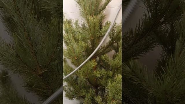 Теперь надо помыть сосенку😃🌲