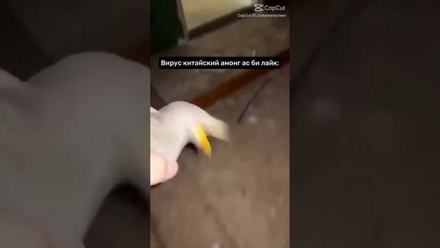 Китайский амонг ас би лайк: