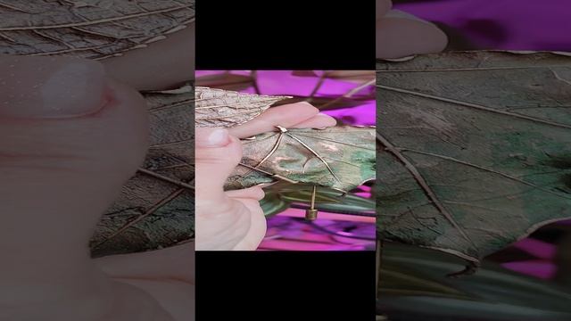 Брошь на игле "Лист клёна"