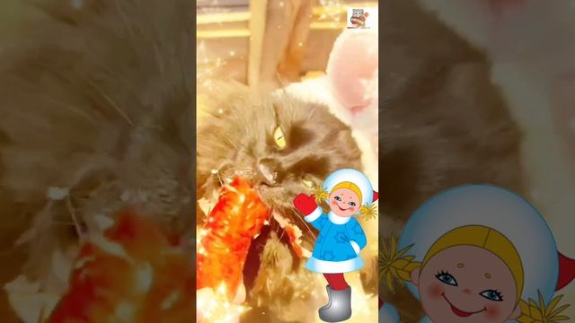 От кота Чернухи с Наступающим Новым годом 🎄🎅☃️❤️🐈⬛