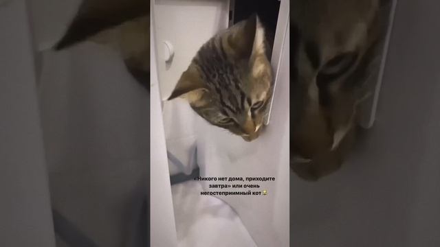 Негостеприимный котик😁