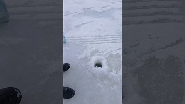 ЩУКА НА ЖЕРЛИЦУ