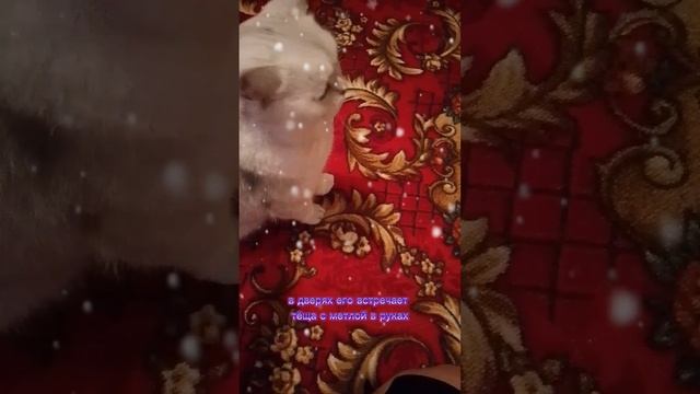 22-12-2024 Для настроения 😂
