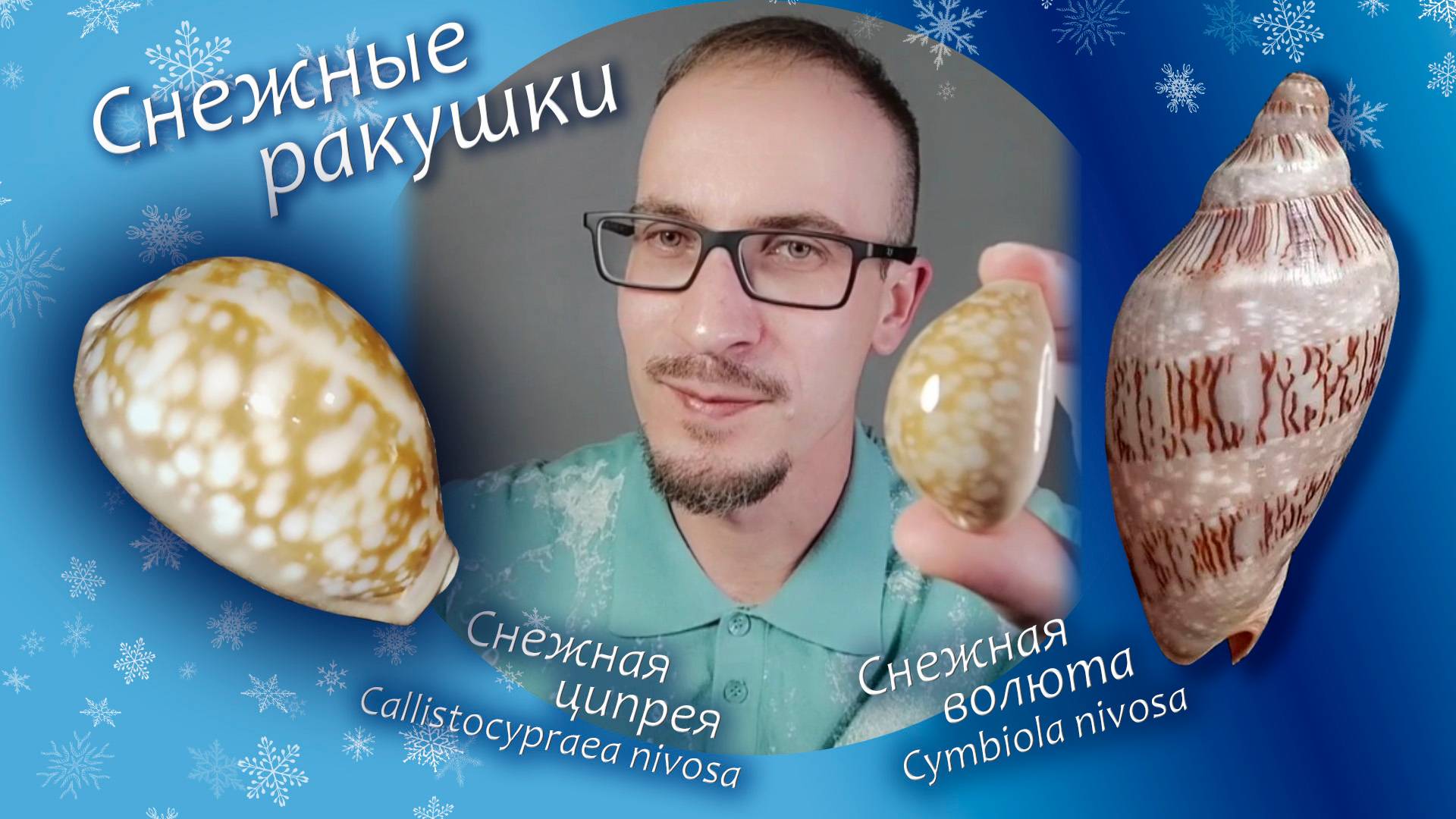 Ракушки 🐚❄- снежная ципрея и снежная волюта - Callistocypraea nivosa и Cymbiola nivosa