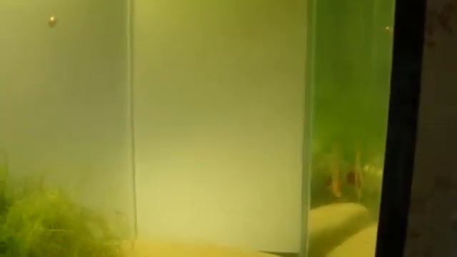 Креветки Черри