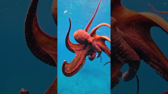 octopus | осьминог