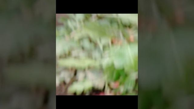 1000188698.mp4