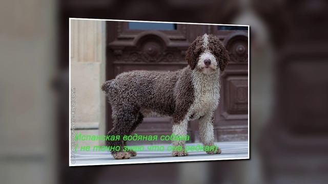Редкие породы собак