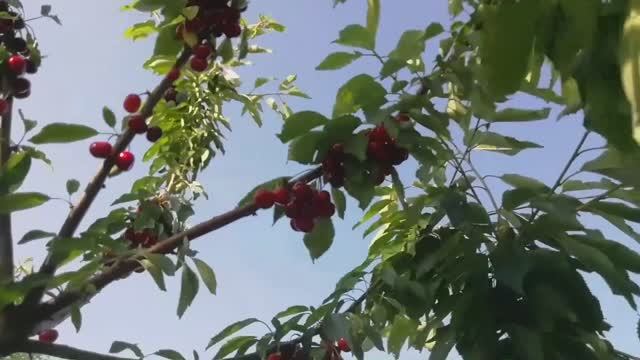 Черешне-вишневые заморочки... Вино из шелковицы и вишни. Кубань