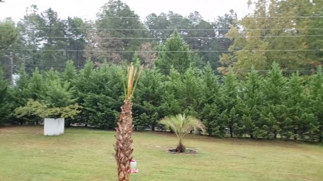 Южная Каролина . Коротенькое видео о нашей погоде на 09/30/2022