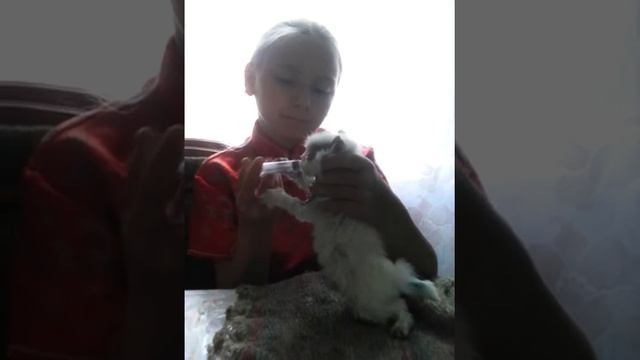 Как кормить и поить котёнка Кошачий рай 💋