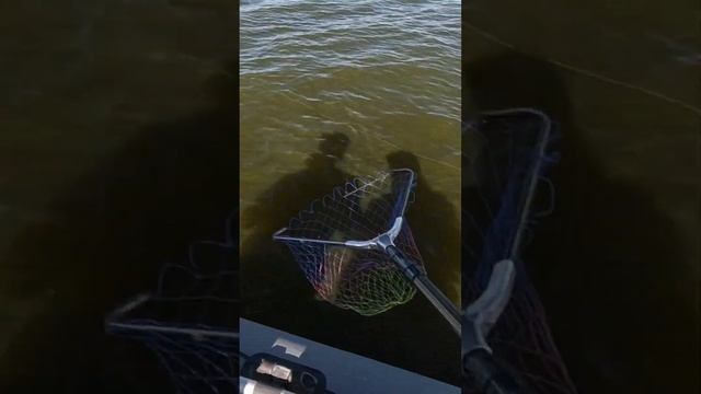 Окунь на отводной. Помощь друга. #fishing #рыболовная