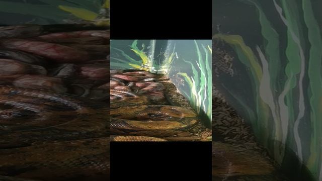 VID_20240527_075111.mp4
