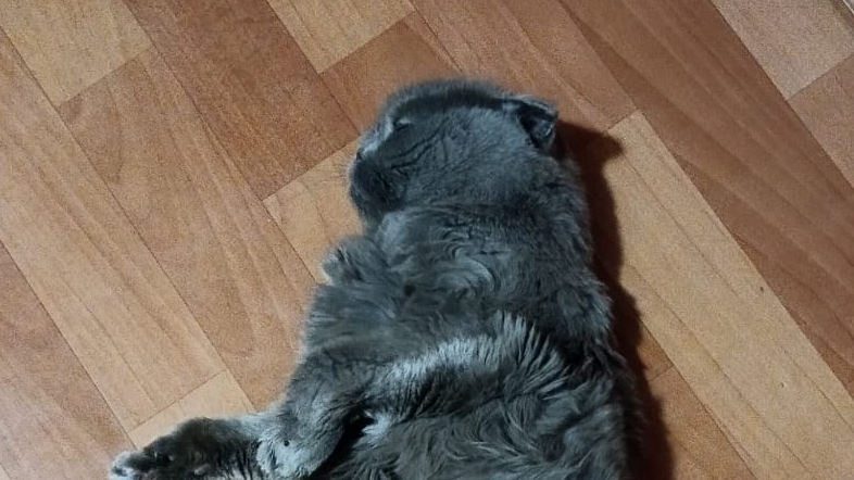 влог кетти