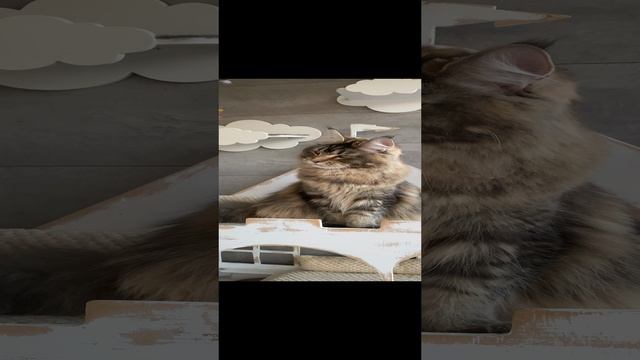 iQuny’s Мила