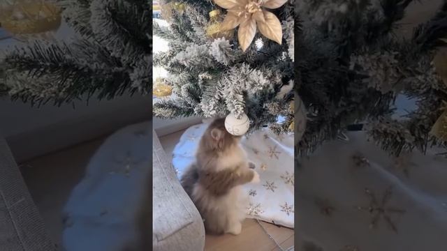 Ангельский котик забавится с елочной игрушкой🎄