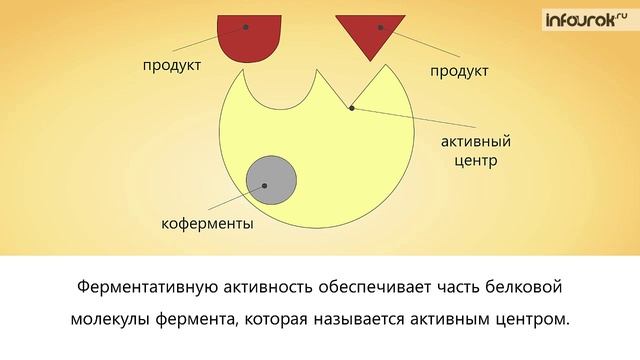 34. Ферменты и их роль в организме человека