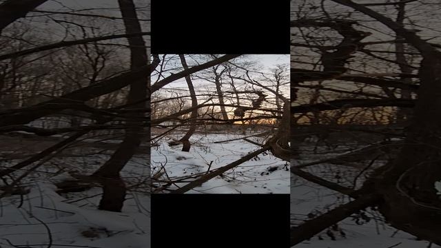 лес и речка