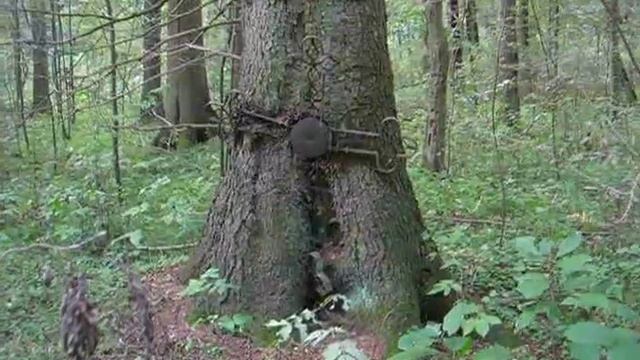 Встреча в лесу