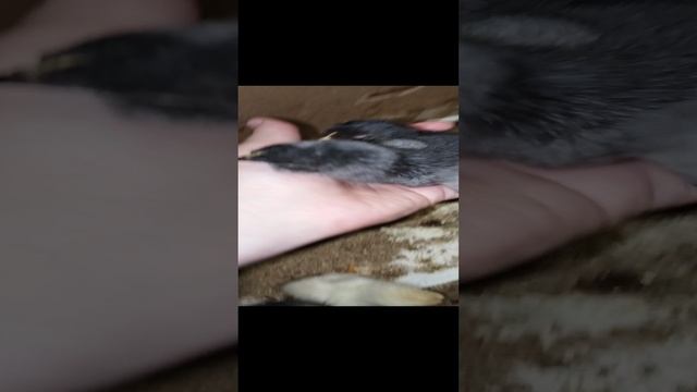Цыплята 🐤 появились у нас на даче