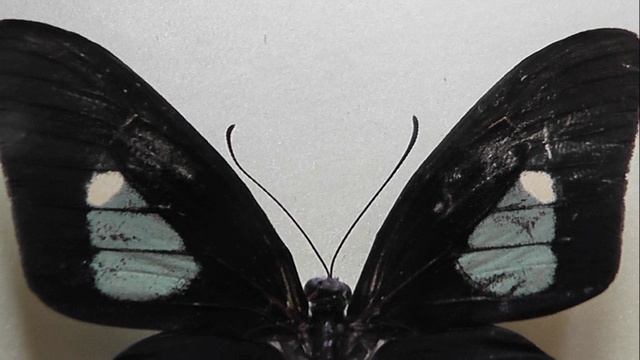 ИЗ МИРА: 113. Parides eurimedes