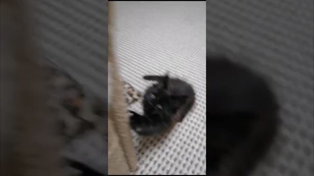 малыши котики Бегемотики