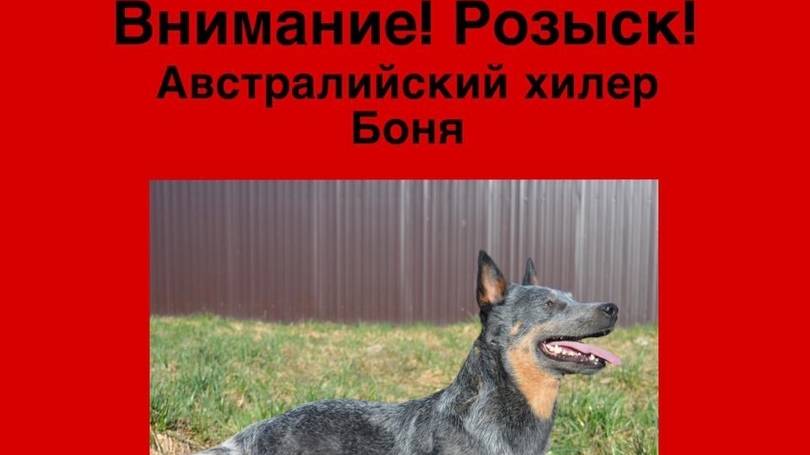 Пропала Боня.Пропала Боня.Электроугли.Балашиха.Раменское.Люберцы.Ногинск