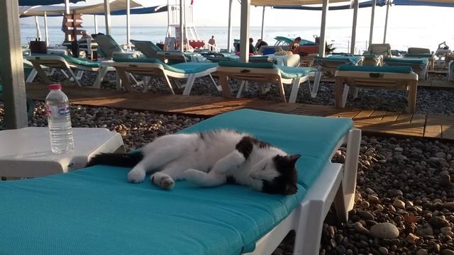 ♡ Морская котя ♡