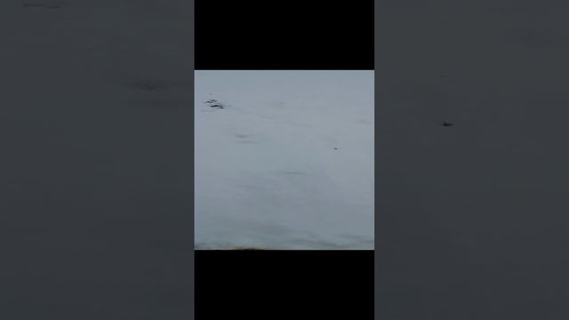 Мои любимые собаки