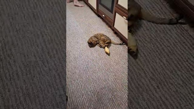 кошка