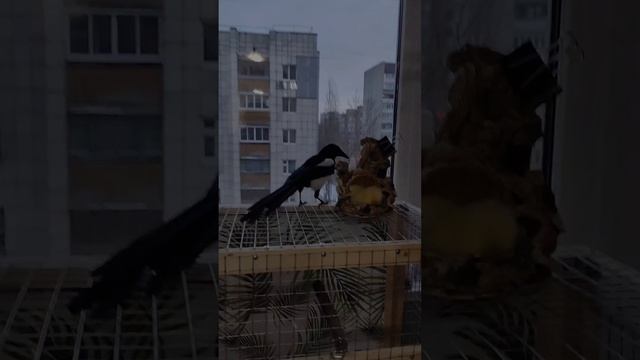 наши младшие друзья