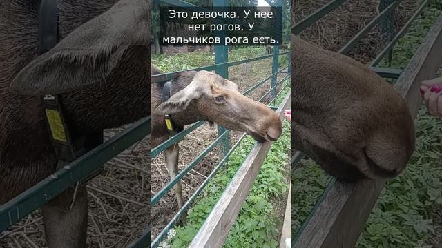 Лосеферма в деревне Сумароково, Костромская область.