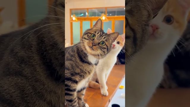 Котики реакция