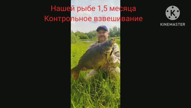 Выращиваем осетра в аквариуме_Контрольное взвешивание