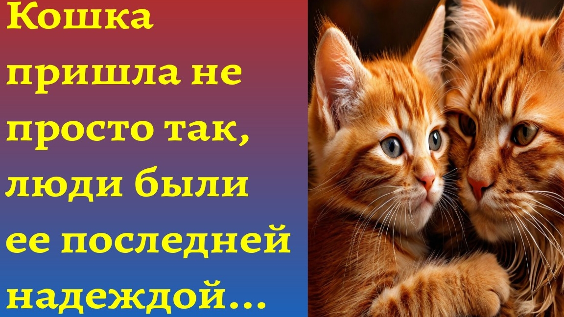 Спасение больного котёнка/Истории из Жизни/Слушать истории/Аудиорассказы