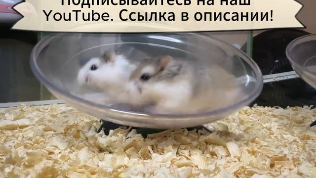 Гонки хомяков