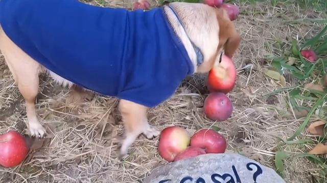 ССЯ видит камень с надписью