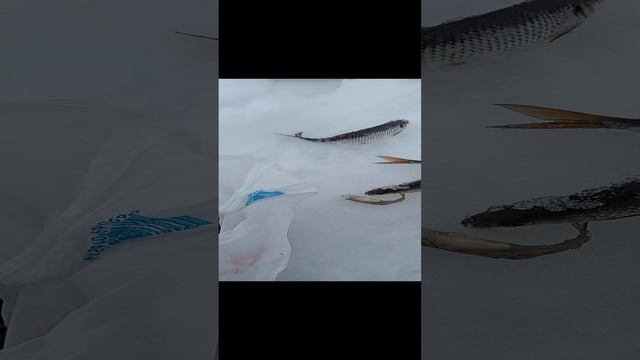 VID_20230411_153928