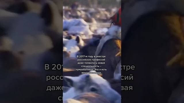 жизнь в тундре.
