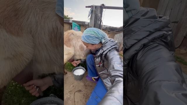 Вечерняя дойка