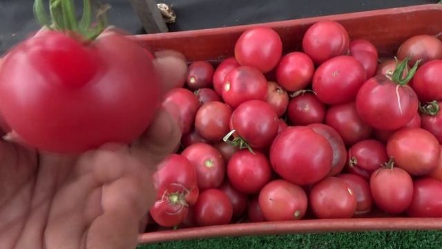 В защиту Томатных Гномов! ! Посмотрите, какие они красивые! А какие вкусные!